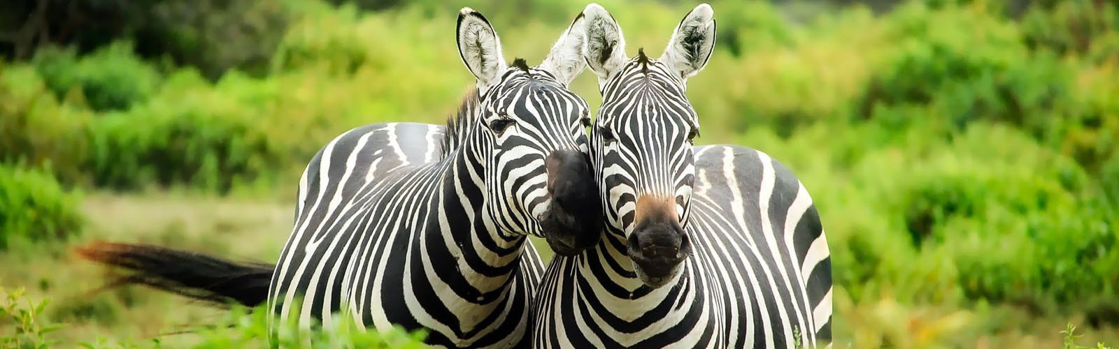 africa-animals-conservation-247376_orig.jpg